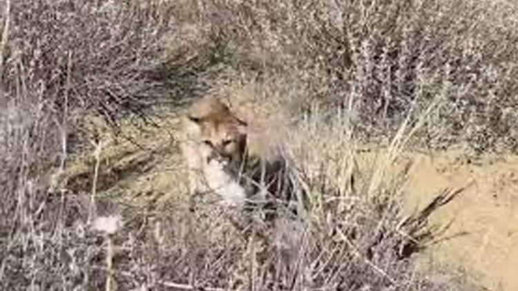 Man Chased By Mountain Lion Roars To Save Himself From Getting Attacked