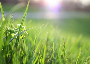 Watering Your Lawn in the Denver Metro Area