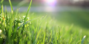 Watering Your Lawn in the Denver Metro Area