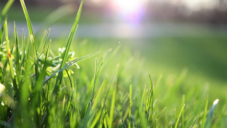 Watering Your Lawn in the Denver Metro Area