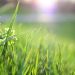 Watering Your Lawn in the Denver Metro Area