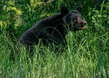 Colorado is home to 22 new Bears