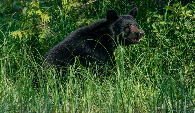 Colorado is home to 22 new Bears