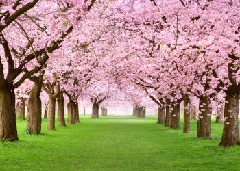 Cherry Blossom Festival Returns This Weekend