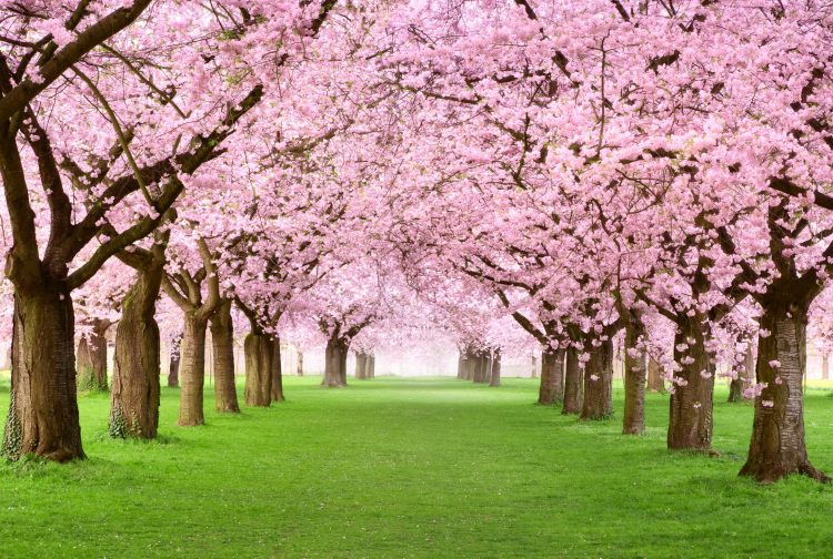Cherry Blossom Festival Returns This Weekend