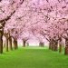 Cherry Blossom Festival Returns This Weekend
