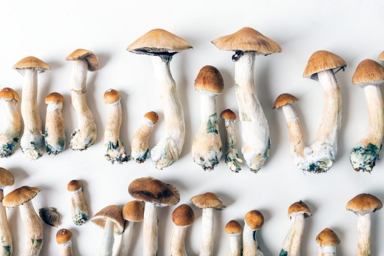 Psilocybe cubensis is a species of psychedelic mushroom