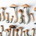 Psilocybe cubensis is a species of psychedelic mushroom