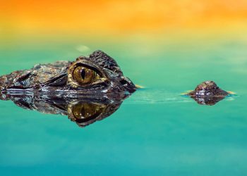 A Couple of Coloradans were attacked by a Crocodile in Mexico