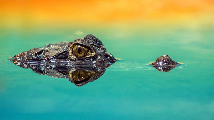 A Couple of Coloradans were attacked by a Crocodile in Mexico