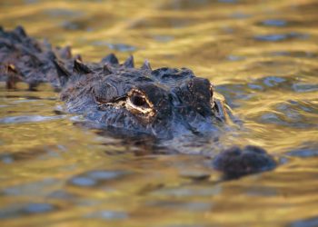 Emotional Support Alligator Cools Off In Fountain