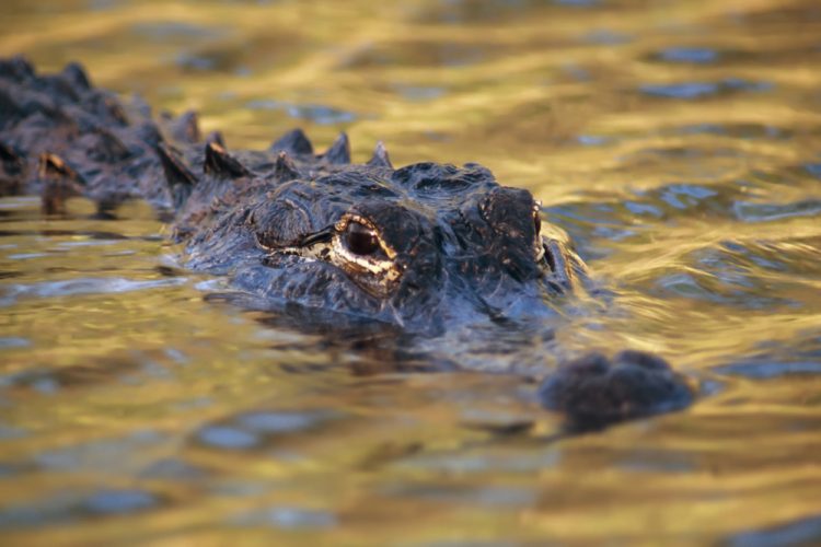 Emotional Support Alligator Cools Off In Fountain