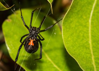 Black Widows Multiplying
