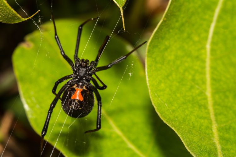Black Widows Multiplying