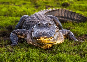 Texas Man Relocates Alligator From His Driveway