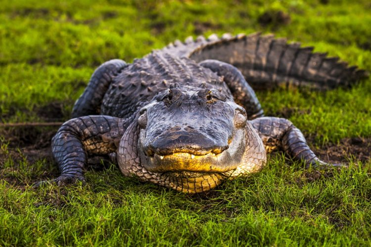 Texas Man Relocates Alligator From His Driveway