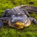 Texas Man Relocates Alligator From His Driveway