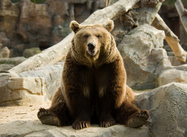 Wildlife Officer Coaxes Bear Out From Underneath Colorado Springs Porch