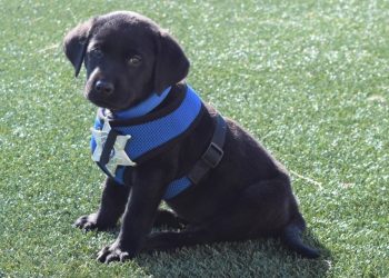 Cherry Creek School District Has A New Four-legged Member