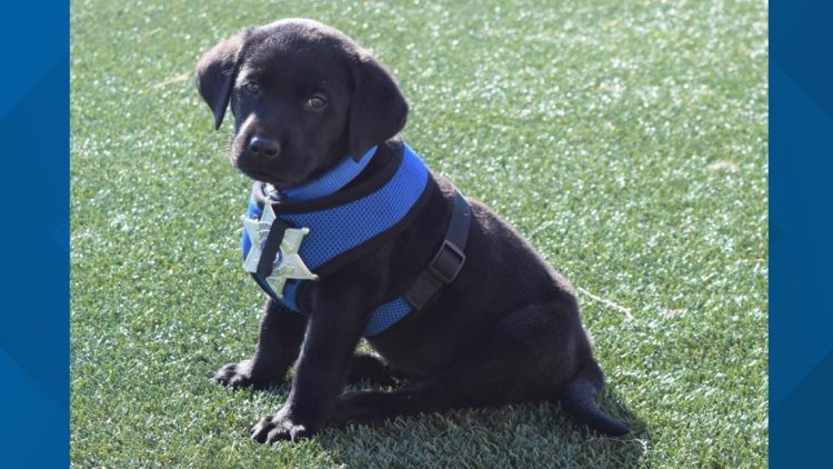 Cherry Creek School District Has A New Four-legged Member
