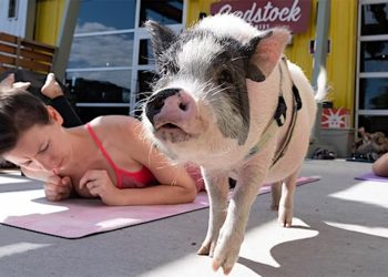 Goats are out, Pigs are in…  it’s Pig Yoga!