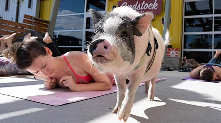 Goats are out, Pigs are in…  it’s Pig Yoga!