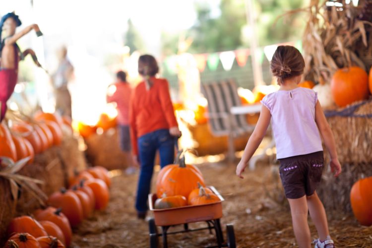 It’s Fall, Y’all… Bring on the FESTIVALS!