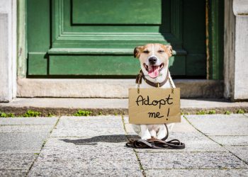 Black Friday Pet Adoption Sale!