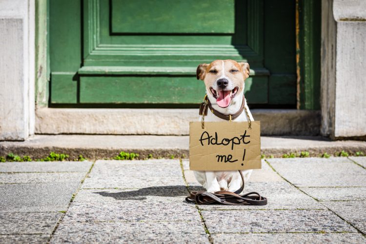 Black Friday Pet Adoption Sale!