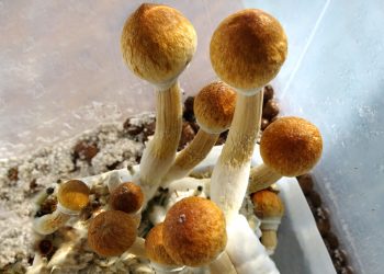 Magic Mushrooms Are Legal