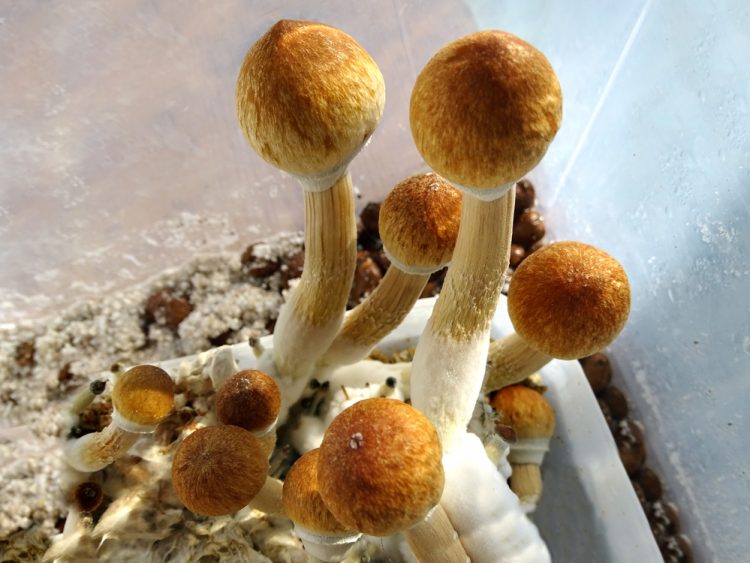 Magic Mushrooms Are Legal