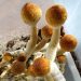 Magic Mushrooms Are Legal
