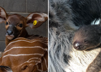 The Denver Zoo Has Some New Babies!