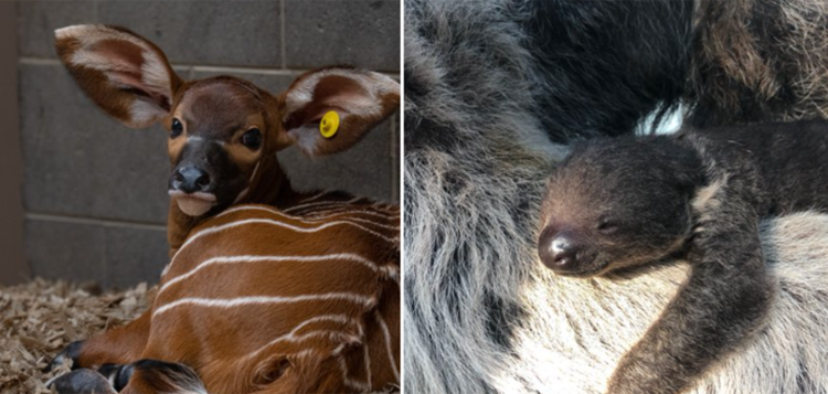 The Denver Zoo Has Some New Babies!