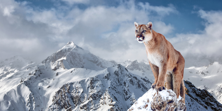 A mountain lion attacked a man while soaking in an in-ground hot tub in Chaffee County over the weekend. According to Colorado Parks and Wildlife (CPW), the incident occurred around 8 p.m. on Saturday while the man and his wife enjoyed the hot tub away from their rental home.
