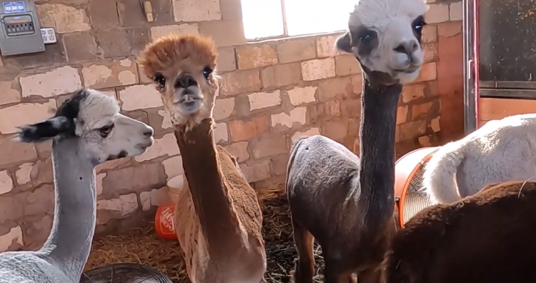 Go play with some Alpacas!