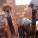 Go play with some Alpacas!