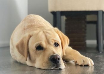 Douglas Country Park Closes After 4 Dogs Die