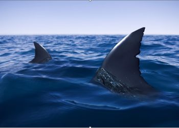 Terrified Father Watches Son Be Mauled to Death By A Tiger Shark