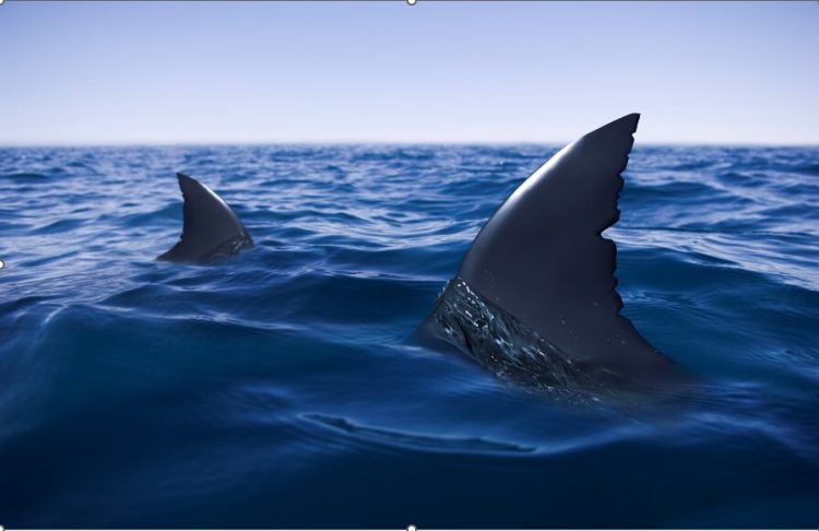 Terrified Father Watches Son Be Mauled to Death By A Tiger Shark