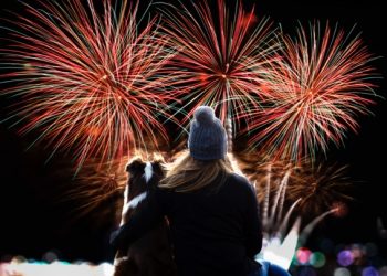 How To Protect Your Fur Baby From Fireworks