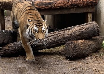 Mila the tiger dies at Cheyenne Mountain Zoo during dental procedure