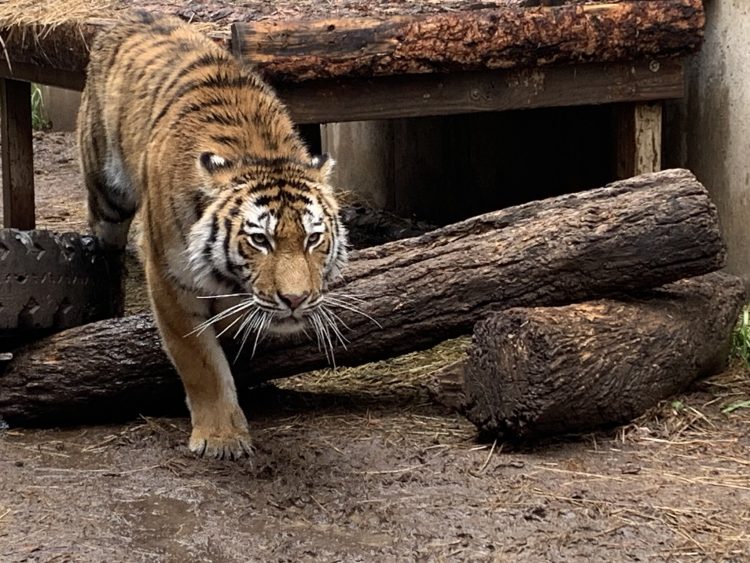 Mila the tiger dies at Cheyenne Mountain Zoo during dental procedure