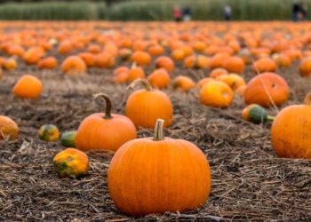 Find the magic of fall with these pumpkin patches in Colorado