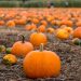 Find the magic of fall with these pumpkin patches in Colorado