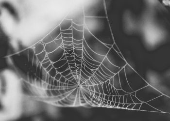 Common dangerous spiders in Colorado