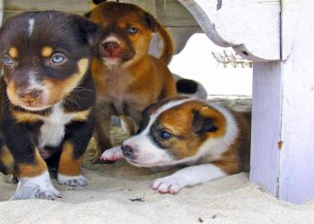 Aurora outlaws the sale of cats and dogs in pet stores