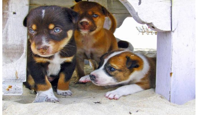 Aurora outlaws the sale of cats and dogs in pet stores