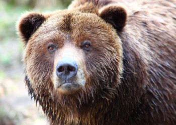 Security guard survives bear attack in Colorado resort
