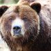 Security guard survives bear attack in Colorado resort